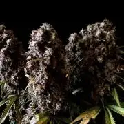 3M 🌟 Bahia Black Head