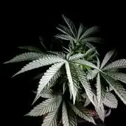 3M 🚂 Trainwreck