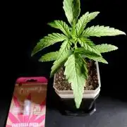 3M ♕ Caribbean Queen