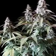 3M ⭕ Panama Red II