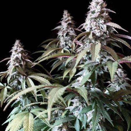 3M ⭕ Panama Red II