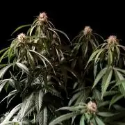 3M 🔻 Mendocino Purple Kush