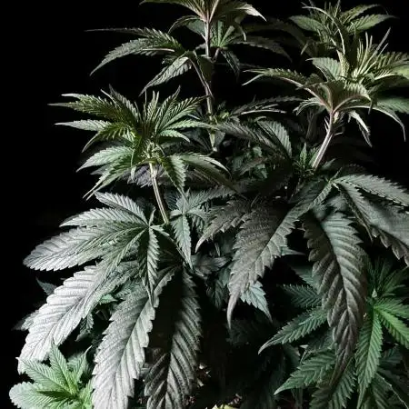 3M 🍏 Green Gelato