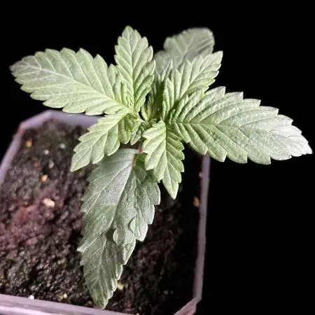 3M 🍏 Green Gelato