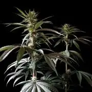 3M 🍏 Green Gelato