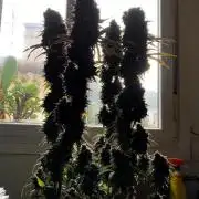 3M 🌟 Bahia Black Head