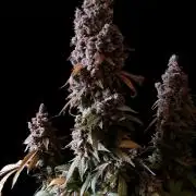 3M ⭕ Panama Red II