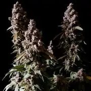 3M ⭕ Panama Red II