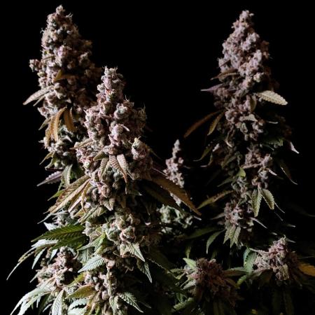 3M ⭕ Panama Red II