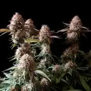 3M 🔥 Txerri Bilbo Haze