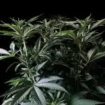 3M 🔥 Txerri Bilbo Haze