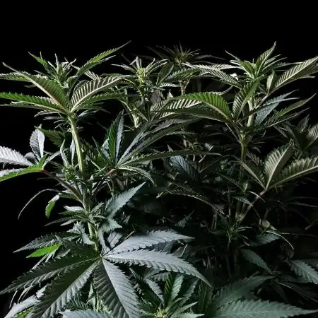 3M 🔥 Txerri Bilbo Haze