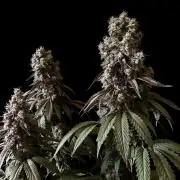 3M 🍏 Green Gelato