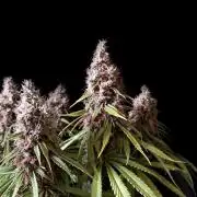 3M 🔻 Mendocino Purple Kush