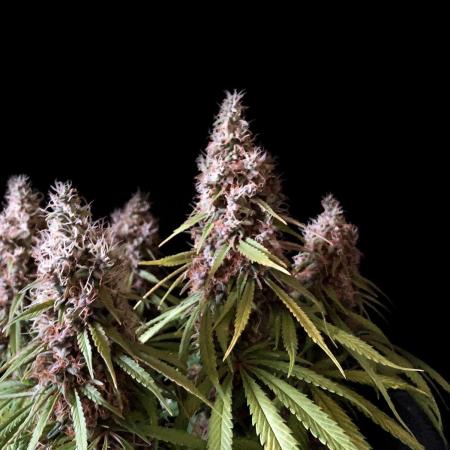 3M 🔻 Mendocino Purple Kush