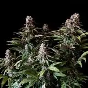 3M 🌮 Mexican Rush