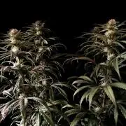 3M 🌟 Bahia Black Head