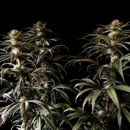 3M 🌟 Bahia Black Head