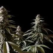 3M 🍏 Green Gelato