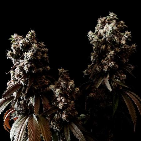 3M 🍨 Green Gelato
