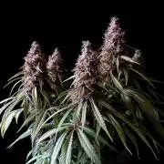 3M 🔻 Mendocino Purple Kush