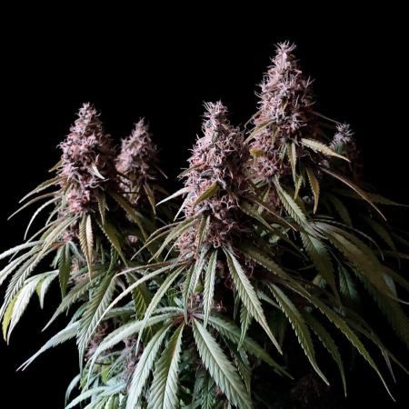 3M 🔻 Mendocino Purple Kush