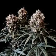 3M 🍁 NL x Thai