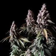 3M ⭕ Panama Red II