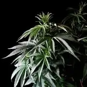 3M 🚂 Trainwreck