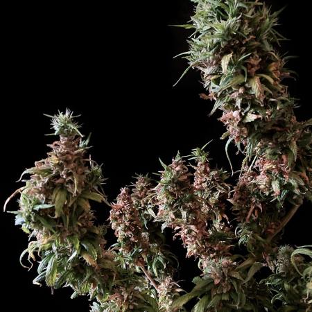 3M ✨ Brasil Sativa Reg.