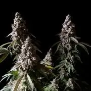 3M ⭕ Panama Red II