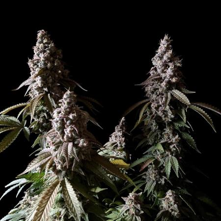 3M ⭕ Panama Red II