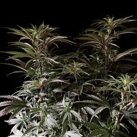 3M 🌟 Bahia Black Head