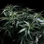 3M 🔻 Mendocino Purple Kush