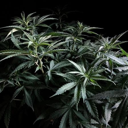 3M 🔻 Mendocino Purple Kush