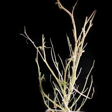 3M ✨ Brasil Sativa Reg.