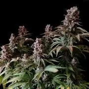 3M 🌮 Mexican Rush