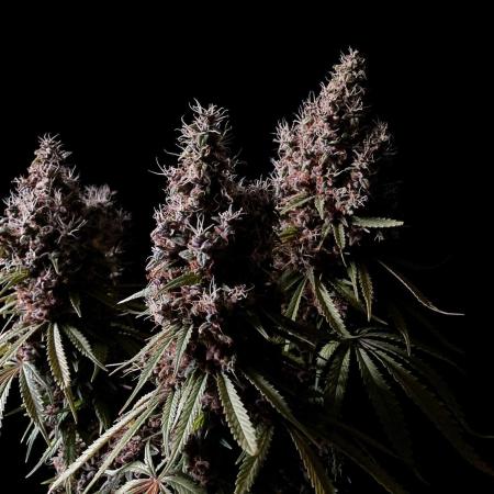 3M 🔻 Mendocino Purple Kush