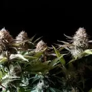 3M 🔥 Txerri Bilbo Haze