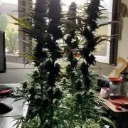 3M 🌟 Bahia Black Head