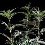 3M 🍏 Green Gelato