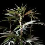 3M 🍏 Green Gelato