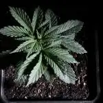 3M 🔻 Mendocino Purple Kush