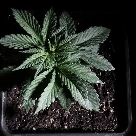 3M 🔻 Mendocino Purple Kush