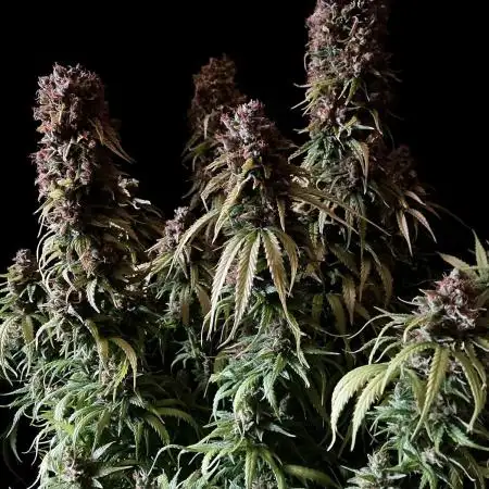 3M 👑 TANGIE