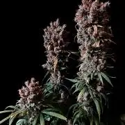 3M 🍁 NL x Thai