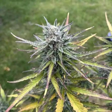 Super critical auto