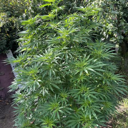 Frozen Black Cherry