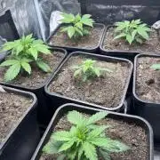 Cookies Gelato Automatic