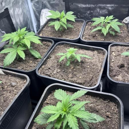 Cookies Gelato Automatic